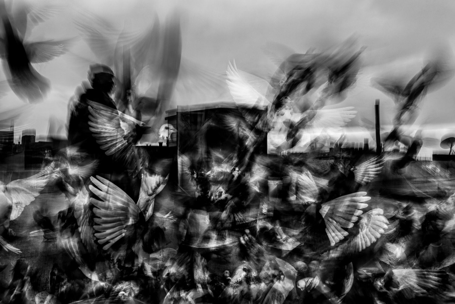 Pigeons